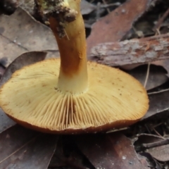 Cortinarius sp. at Wingecarribee Local Government Area - 18 May 2024 12:34 PM
