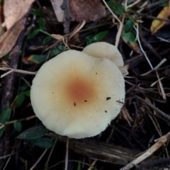 Unidentified Cap on a stem; gills below cap [mushrooms or mushroom-like] at Kianga, NSW - 17 May 2024 by Teresa