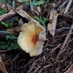 Hypholoma fasciculare at Bodalla State Forest - 17 May 2024