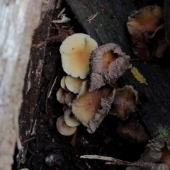 Hypholoma fasciculare at Bodalla State Forest - 17 May 2024 11:35 AM