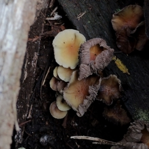 Hypholoma fasciculare at Bodalla State Forest - 17 May 2024