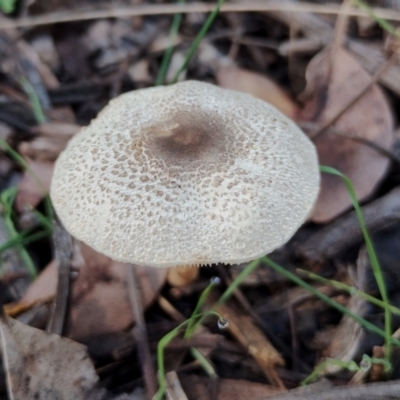 Leucocoprinus sp. (Leucocoprinus sp.) at Bodalla State Forest - 17 May 2024 by Teresa