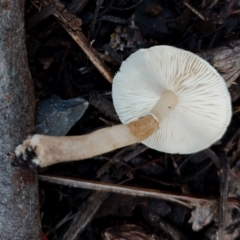 Leucocoprinus sp. at Bodalla State Forest - 17 May 2024 11:32 AM