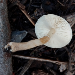 Leucocoprinus sp. at Bodalla State Forest - 17 May 2024 11:32 AM