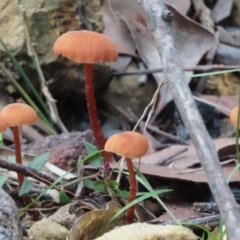 Unidentified Cap on a stem; gills below cap [mushrooms or mushroom-like] at Mittagong - 18 May 2024 by SandraH