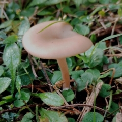 Unverified Cap on a stem; gills below cap [mushrooms or mushroom-like] at Bodalla State Forest - 17 May 2024 by Teresa