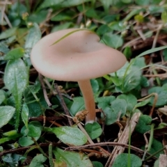 Unidentified Cap on a stem; gills below cap [mushrooms or mushroom-like] at Kianga, NSW - 17 May 2024 by Teresa