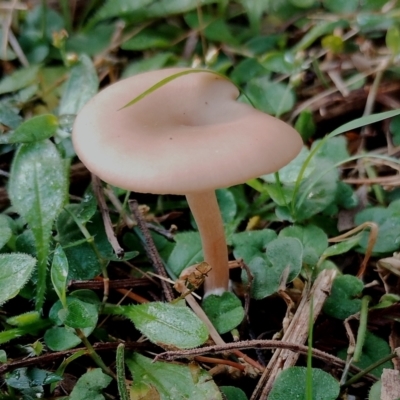 Unverified Cap on a stem; gills below cap [mushrooms or mushroom-like] at Bodalla State Forest - 17 May 2024 by Teresa