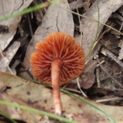 Laccaria sp. at Wingecarribee Local Government Area - 18 May 2024 12:21 PM