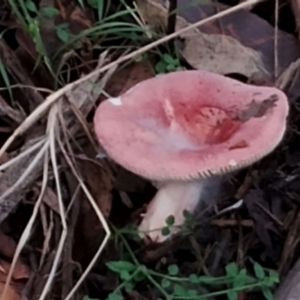 Russula persanguinea at Bodalla State Forest - 17 May 2024 12:40 PM