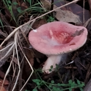 Russula sp. at suppressed by Teresa