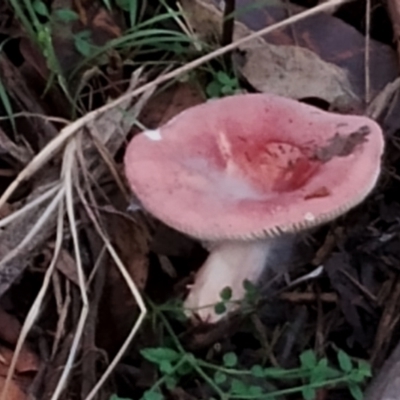 Russula sp. at Bodalla State Forest - 17 May 2024 by Teresa