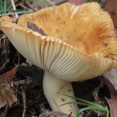 Unidentified Cap on a stem; gills below cap [mushrooms or mushroom-like] at Wingecarribee Local Government Area - 18 May 2024 by SandraH