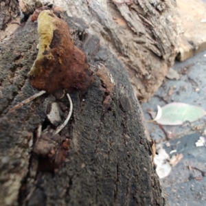 zz Polypore (shelf/hoof-like) at QPRC LGA - 10 May 2024