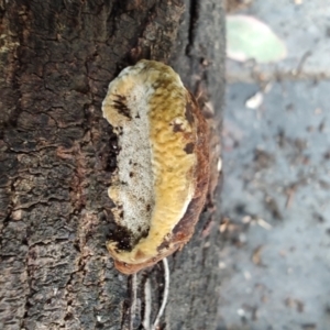 zz Polypore (shelf/hoof-like) at QPRC LGA - 10 May 2024