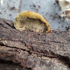 zz Polypore (shelf/hoof-like) at QPRC LGA - 10 May 2024