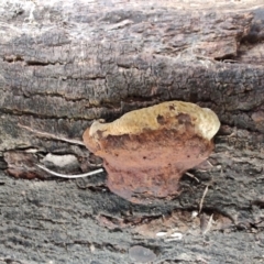 zz Polypore (shelf/hoof-like) at QPRC LGA - 10 May 2024