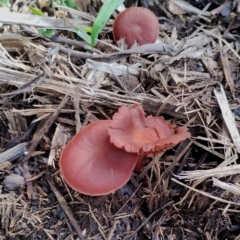 Unverified Cap on a stem; gills below cap [mushrooms or mushroom-like] at Bodalla State Forest - 17 May 2024 by Teresa