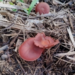 Unidentified Cap on a stem; gills below cap [mushrooms or mushroom-like] at Bodalla, NSW - 17 May 2024 by Teresa