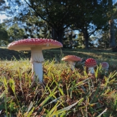 Unidentified Cap on a stem; gills below cap [mushrooms or mushroom-like] at Bodalla, NSW - 16 May 2024 by Teresa