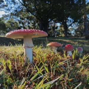 Amanita muscaria at Bodalla, NSW - suppressed