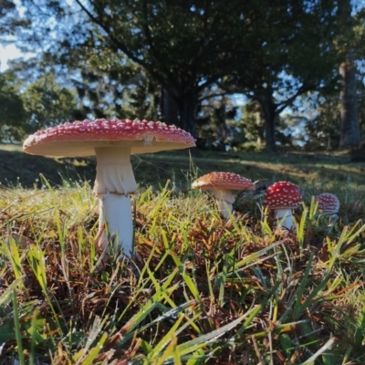 Unidentified Cap on a stem; gills below cap [mushrooms or mushroom-like] at Bodalla, NSW - 16 May 2024 by Teresa