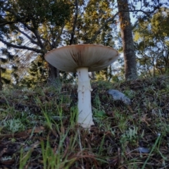 Amanita muscaria at Bodalla, NSW - 17 May 2024