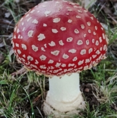 Amanita muscaria at Bodalla, NSW - suppressed