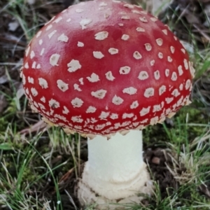 Amanita muscaria at Bodalla, NSW - suppressed