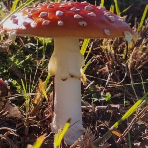 Amanita muscaria at Bodalla, NSW - 17 May 2024