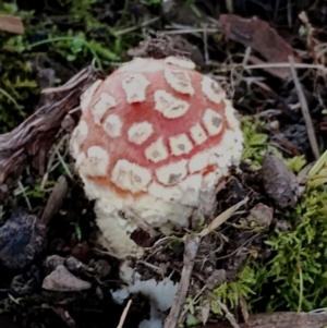 Amanita muscaria at Bodalla, NSW - suppressed