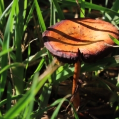 Unidentified Fungus at Burradoo, NSW - 17 May 2024 by SandraH
