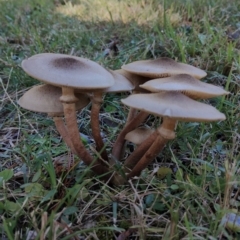 Armillaria sp. at Bodalla, NSW - 17 May 2024 by Teresa