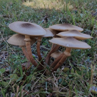 Unidentified Cap on a stem; gills below cap [mushrooms or mushroom-like] at Bodalla, NSW - 17 May 2024 by Teresa