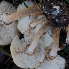 Armillaria luteobubalina at Bodalla, NSW - suppressed