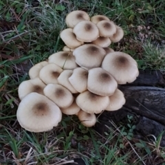 Armillaria luteobubalina at Bodalla, NSW - suppressed