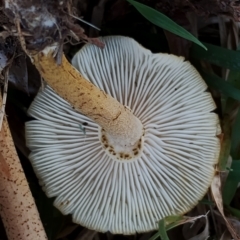 Armillaria luteobubalina at Bodalla, NSW - suppressed