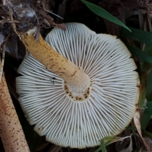 Armillaria luteobubalina at Bodalla, NSW - suppressed