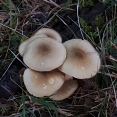 Armillaria luteobubalina at Bodalla, NSW - suppressed