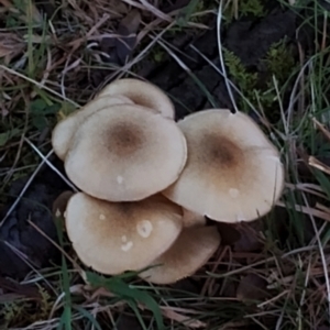 Armillaria luteobubalina at Bodalla, NSW - suppressed