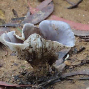 Unidentified Cap on a stem; gills below cap [mushrooms or mushroom-like] at Mittagong, NSW by SandraH
