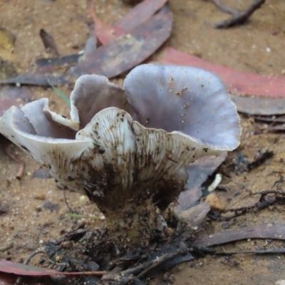 Unverified Cap on a stem; gills below cap [mushrooms or mushroom-like] at Wingecarribee Local Government Area - 16 May 2024 by SandraH