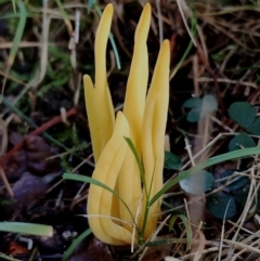 Clavulinopsis amoena (Yellow club) at Bodalla, NSW - 17 May 2024 by Teresa