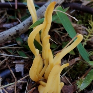 Clavulinopsis amoena at Bodalla, NSW - 17 May 2024 09:59 AM