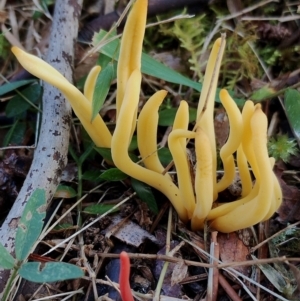 Clavulinopsis amoena at Bodalla, NSW - 17 May 2024 09:59 AM