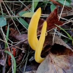 Clavulinopsis amoena at Bodalla, NSW - 17 May 2024 09:59 AM