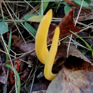 Clavulinopsis amoena at Bodalla, NSW - 17 May 2024 09:59 AM