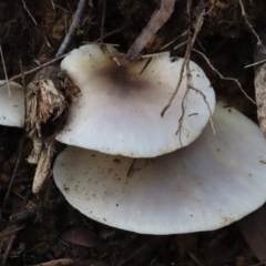 Unidentified Cap on a stem; gills below cap [mushrooms or mushroom-like] at Mittagong - 16 May 2024 by SandraH