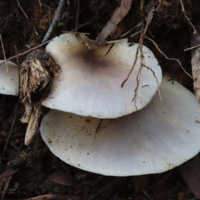 Unidentified Cap on a stem; gills below cap [mushrooms or mushroom-like] at Wingecarribee Local Government Area - 16 May 2024 by SandraH