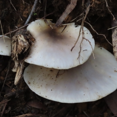 Unidentified Cap on a stem; gills below cap [mushrooms or mushroom-like] at Mittagong - 16 May 2024 by SandraH